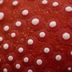 Wie sieht Hautpilz aus? Anzeichen, Symptome und Behandlungsmöglichkeiten im Überblick