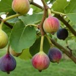 Wann sind Feigen reif? Tipps zur Ernte und Lagerung der süßen Früchte