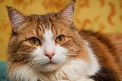 Wie viel Leben hat eine Katze? Die faszinierende Wahrheit über die Lebensdauer unserer felinen Freunde